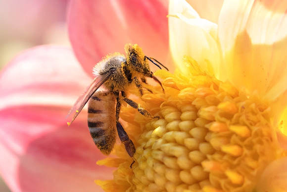 Honeybee on pink-yellow dahlia