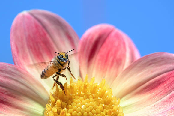 Honeybee on Pink Dahlia