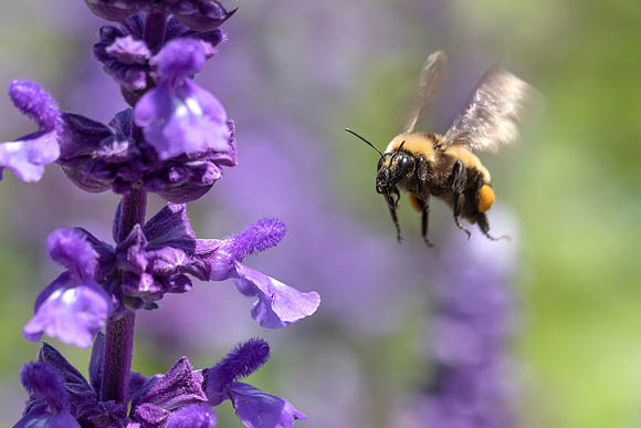 Bumblebee Flying