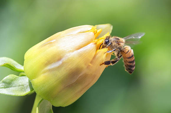 Honeybee on yellow bud