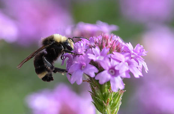 Bumblebee  on small pink flower