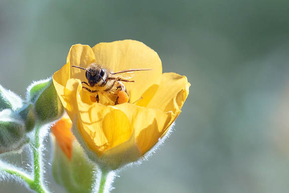 Honeybee inside Desert Mallow