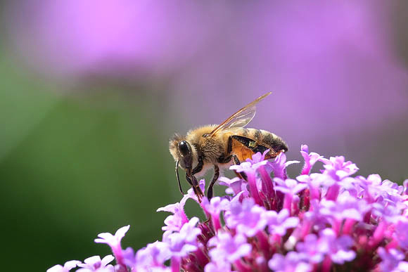 Honeybee on pink small flower