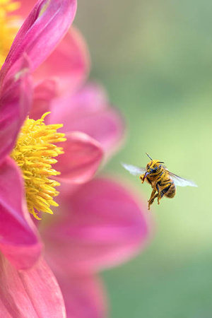 Honeybee flying to Pink Dahlia