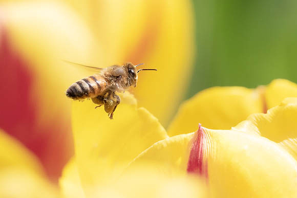 Honeybee and Yellow Tulips