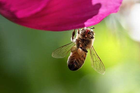 Honeybee showing it's belly