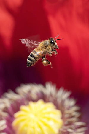 Honeybee flying over red opium poppy