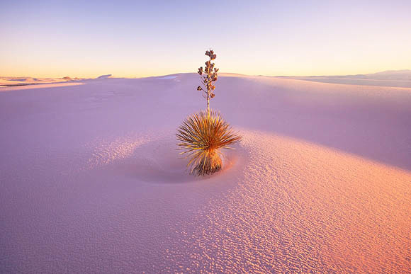 Yucca at Sunset 3
