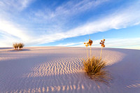 Yucca at Sunset 2