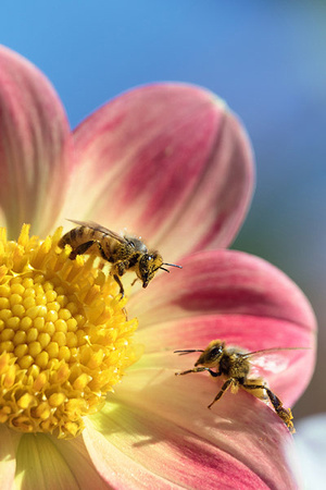 Two Honeybees