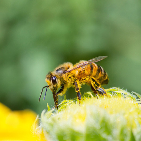 Honeybee Drinking Nectar